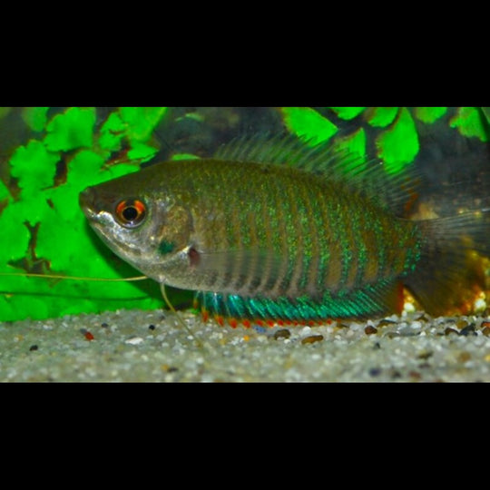 Gourami bariolé sauvage (Trichogaster fasciata) – Sur commande