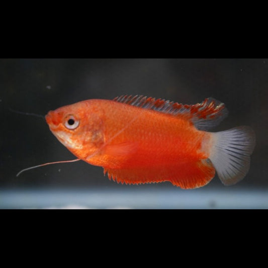 Gourami à grosses lèvres rouge (Trichogaster labiosa « red ») – Sur commande
