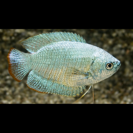 Gourami nain cobalt (mâle) (Trichogaster lalius « cobalt ») – Sur commande