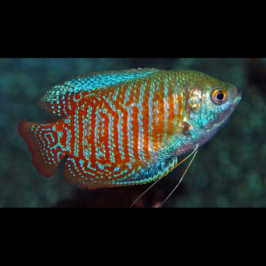 Gourami nain (mâle) (Trichogaster lalius) – Sur commande