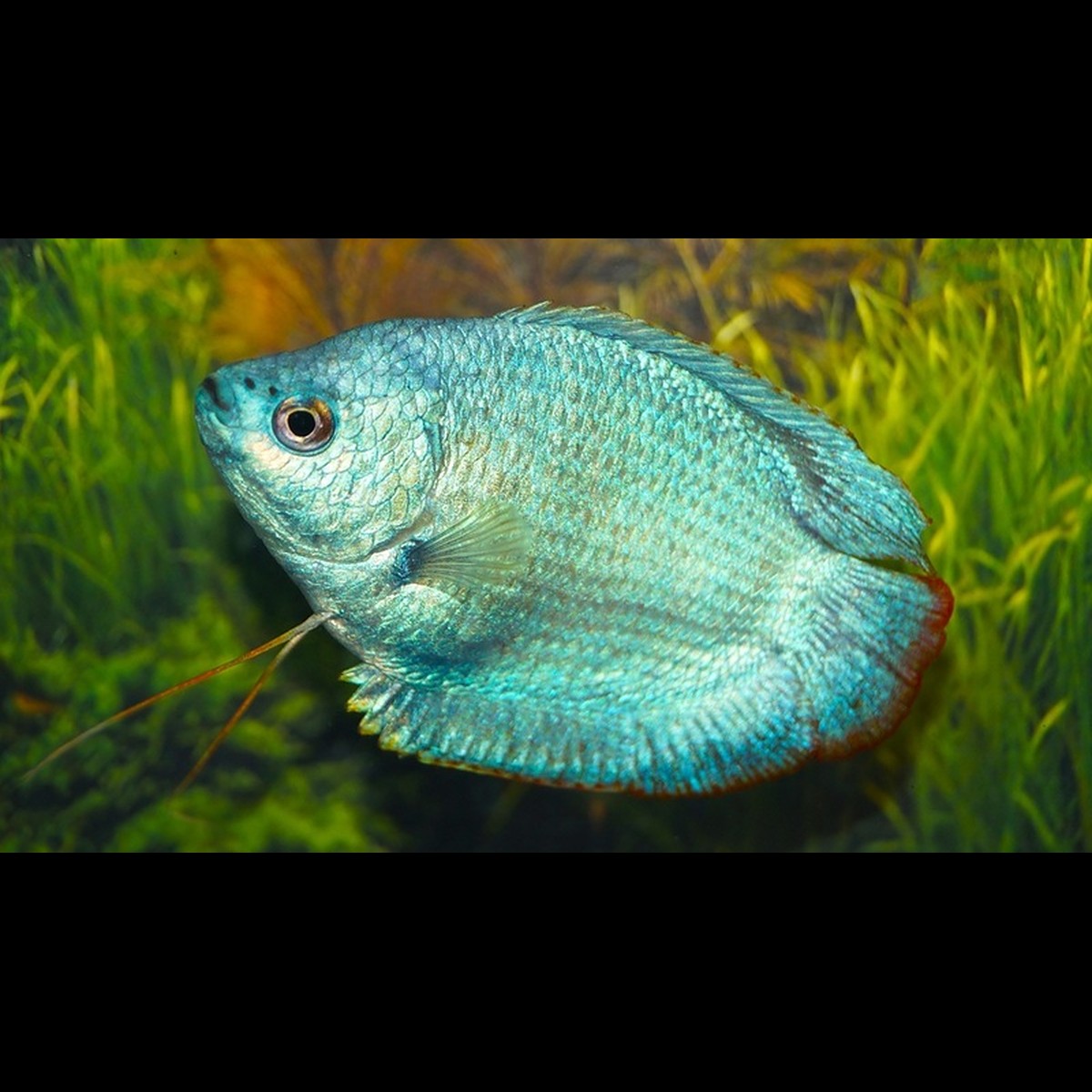 Gourami nain cobalt (couple) (Trichogaster lalius « cobalt ») – Sur commande
