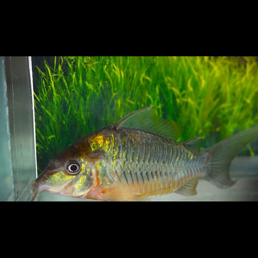Brochis CW 136 sauvage (Corydoras (BROCHIS) CW136) – Sur commande