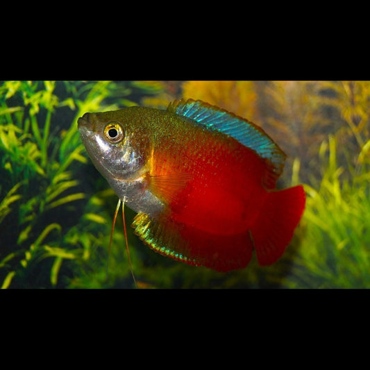 Gourami nain rouge (couple) (Trichogaster lalius « red ») – Sur commande