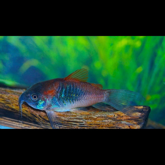 Corydoras Orange Venezuela (Corydoras (OSTEOGASTER) venezuelanus) – Sur commande
