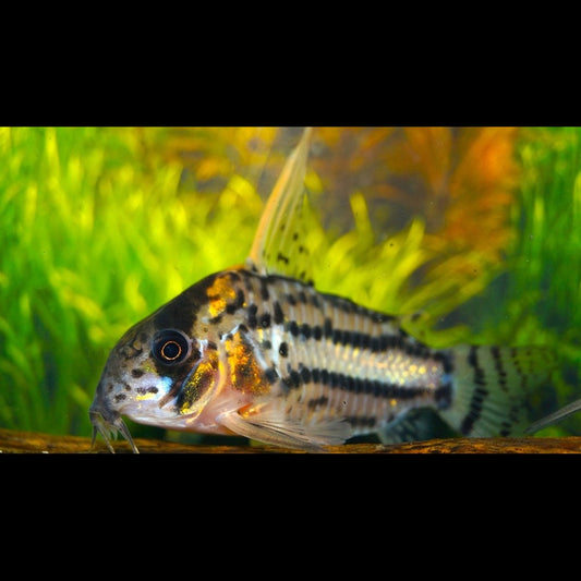 Corydoras Super Schwartzi Highfin sauvage (Corydoras (HOPLISOMA) schwartzi highfin) – Sur commande