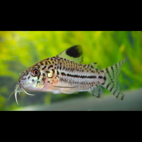 Corydoras Léopard (Corydoras (OSTEOGASTER) julii) – Sur commande