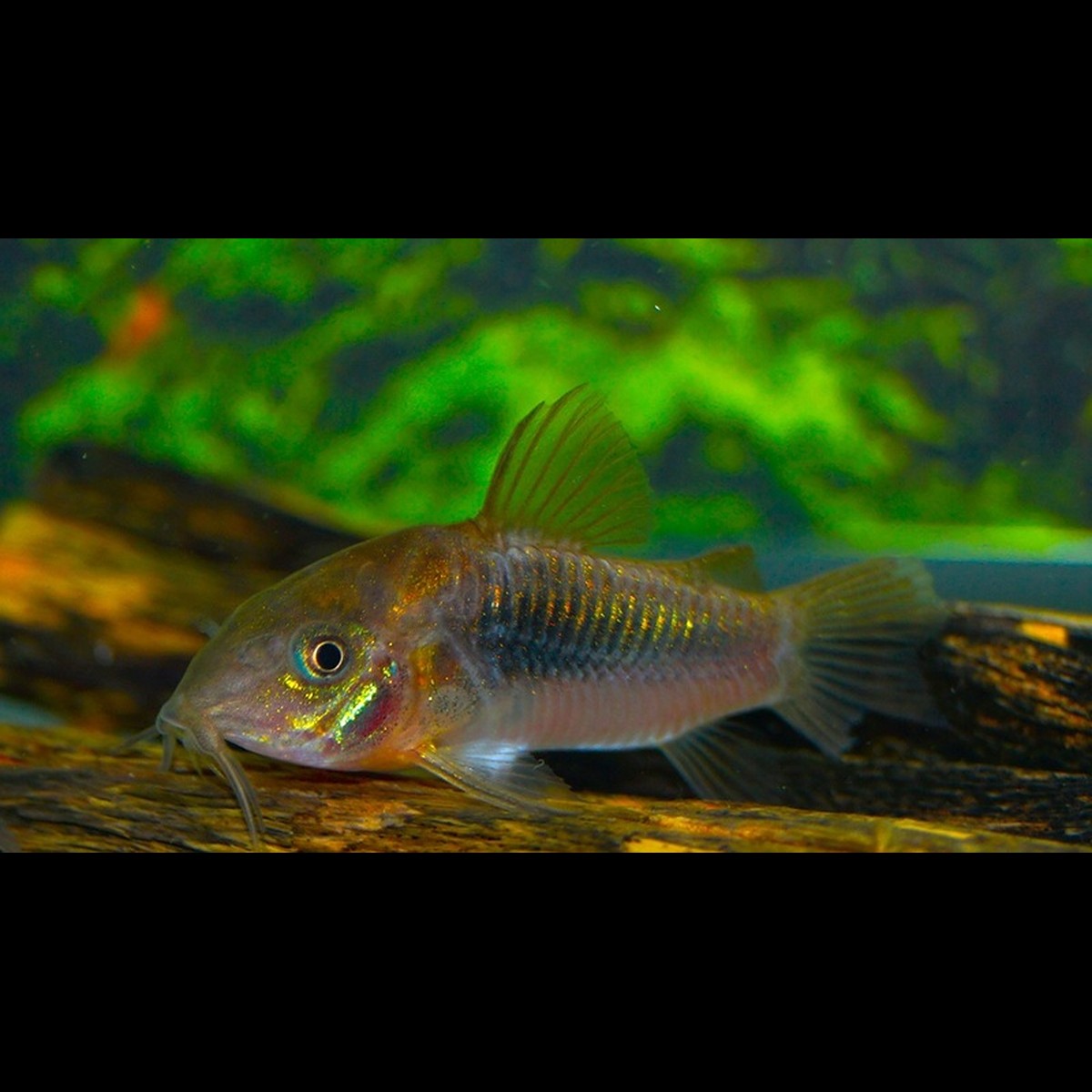 Corydoras Bronze (Corydoras (OSTEOGASTER) aenea) – Sur commande – par 10