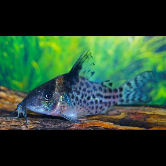 Corydoras Ambiacus sauvage (Corydoras (BROCHIS) ambiacus) – Sur commande
