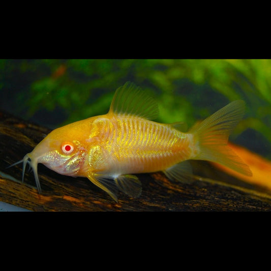 Corydoras Bronze Albino (Corydoras (OSTEOGASTER) aenea albino) – Sur commande – par 10