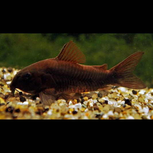 Corydoras Black Venezuela (Corydoras (OSTEOGASTER) aena black) – Sur commande