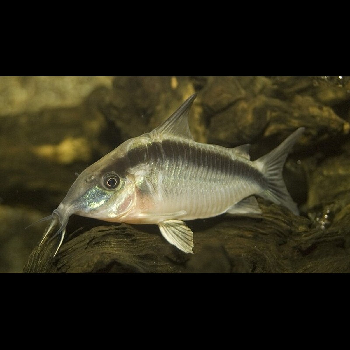 Corydoras Arqué sauvage (Corydoras (BROCHIS) arcuata) – Sur commande
