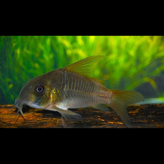 Corydoras Concolor sauvage (Corydoras (HOPLISOMA) concolor) – Sur commande