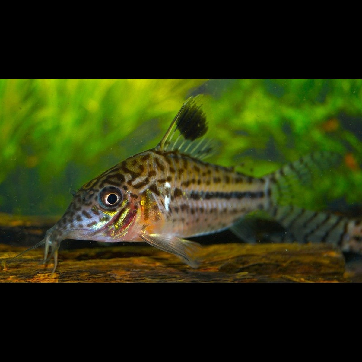 Corydoras leopardus sauvage (Corydoras leopardus)