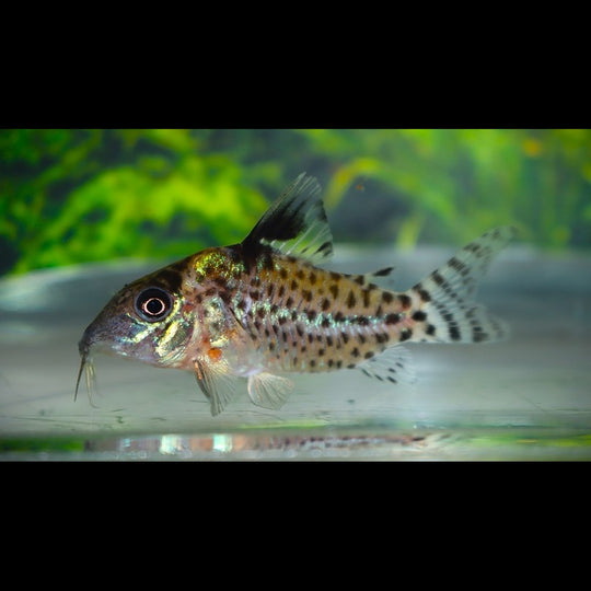 Corydoras À Nageoires Noires sauvage (Corydoras (HOPLISOMA) leucomelas) – Sur commande