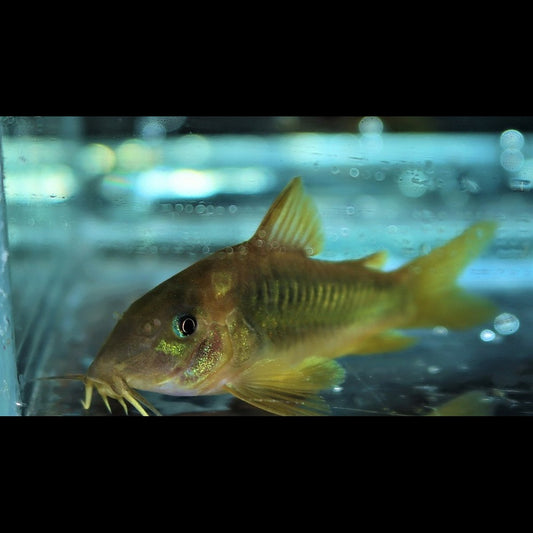 Corydoras VERT DORÉ sauvage (Corydoras (OSTEOGASTER) melanotaenia) – Sur commande