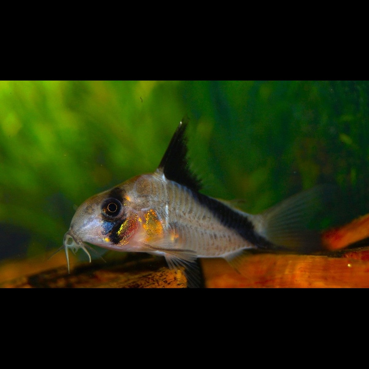 Corydoras Melini sauvage (Corydoras (HOPLISOMA) melini) – Sur commande