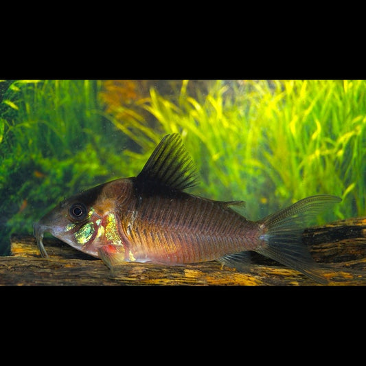 Corydoras Crypticus sauvage (Corydoras (BROCHIS) cryptica) – Sur commande