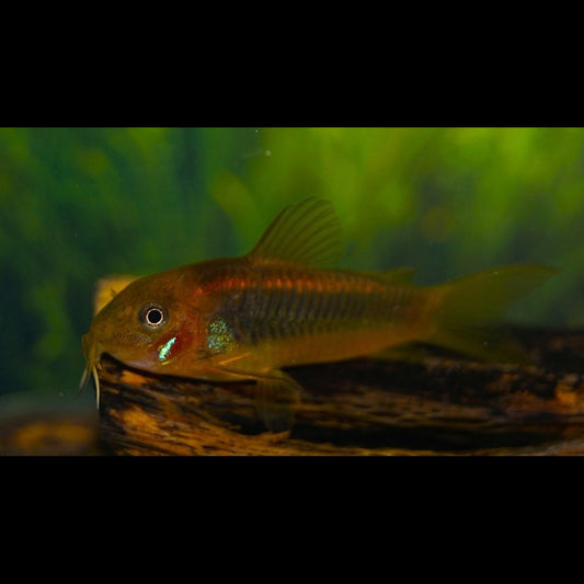 Corydoras Orange Laser (Corydoras (OSTEOGASTER) sp. CW010) – Sur commande