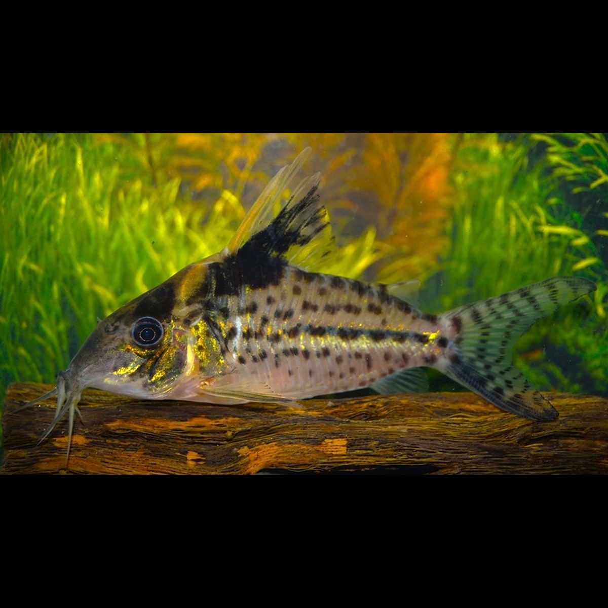 Corydoras Robustus sauvage (Corydoras (BROCHIS) robusta) – Sur commande