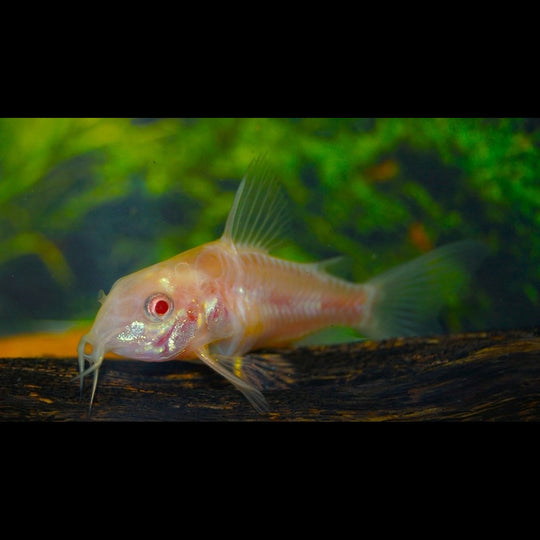 Corydoras Marbré Albino (Corydoras (HOPLISOMA) paleatum albino) – Sur commande