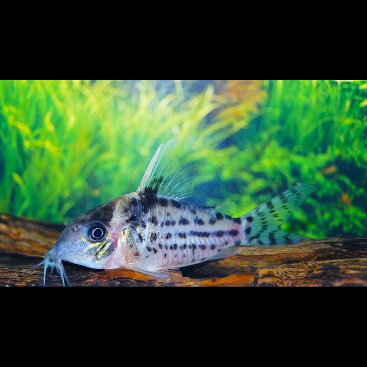 Corydoras Pulchra sauvage (Corydoras (BROCHIS) pulchra) – Sur commande