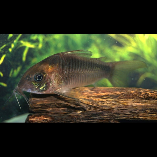Corydoras Rabauti sauvage (Corydoras (OSTEOGASTER) rabauti) – Sur commande