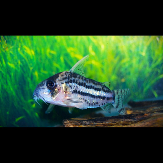 Corydoras Schwartzi sauvage (Corydoras (HOPLISOMA) schwartzi) – Sur commande