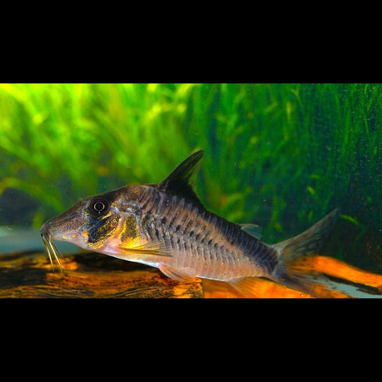 Corydoras Simulatus sauvage (Corydoras simulatus) – Sur commande