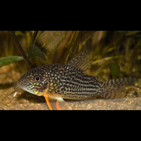 Corydoras DE Sterba (Corydoras (HOPLISOMA) sterbai) – Sur commande