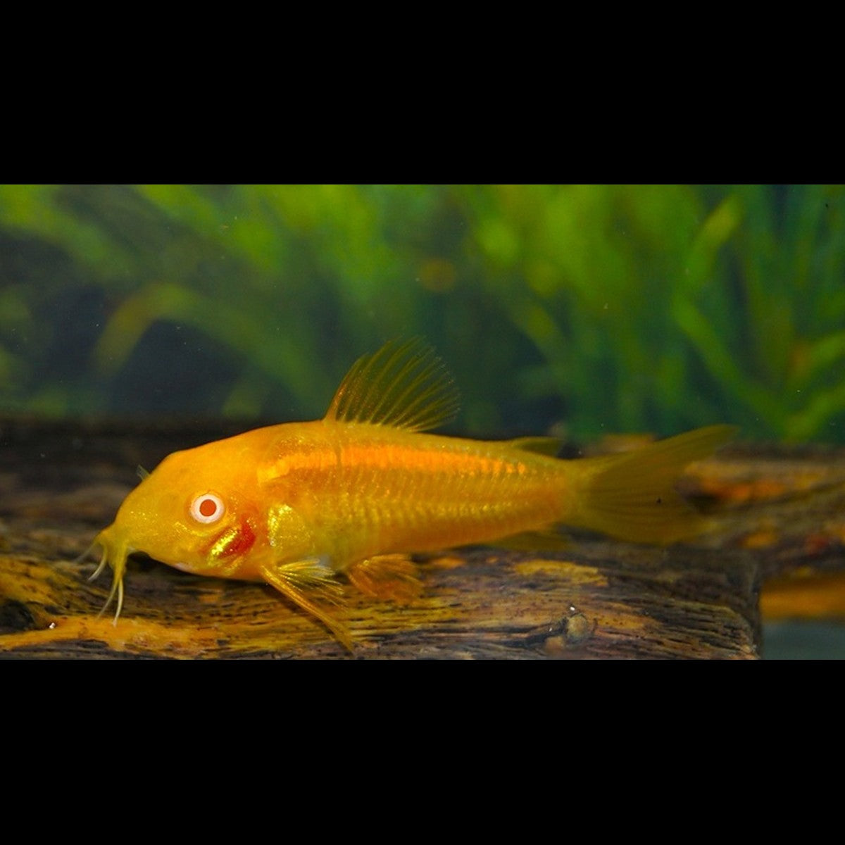 Corydoras Neon Goldstripe albinos (Corydoras sp. CW010 « albino »)