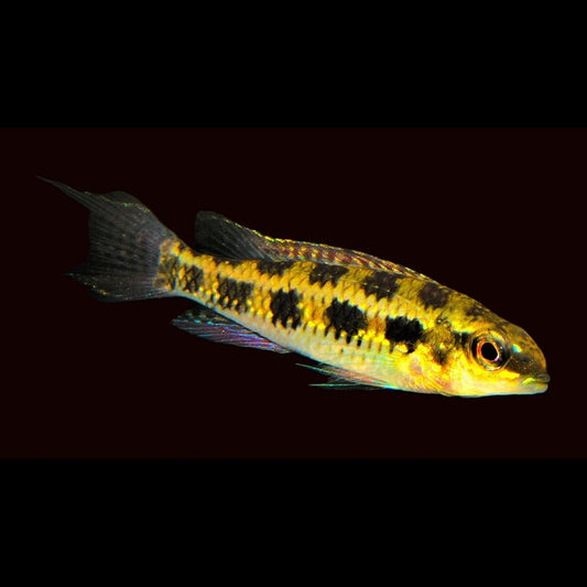 Cichlidé damier sauvage (Dicrossus filamentosus) – Sur commande