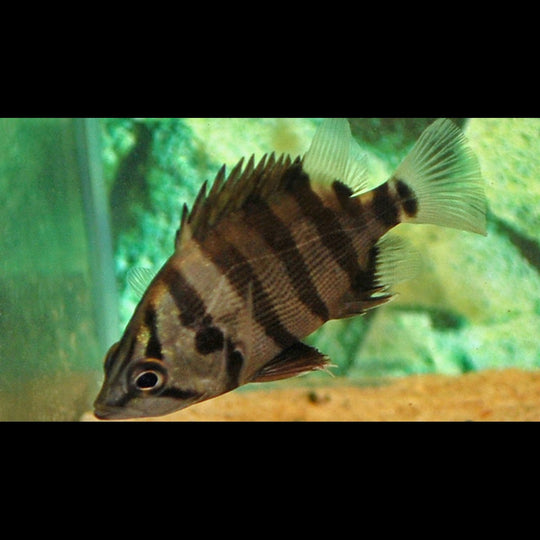 Perche Tigre Argenté sauvage (Datnioides polota) – Sur commande