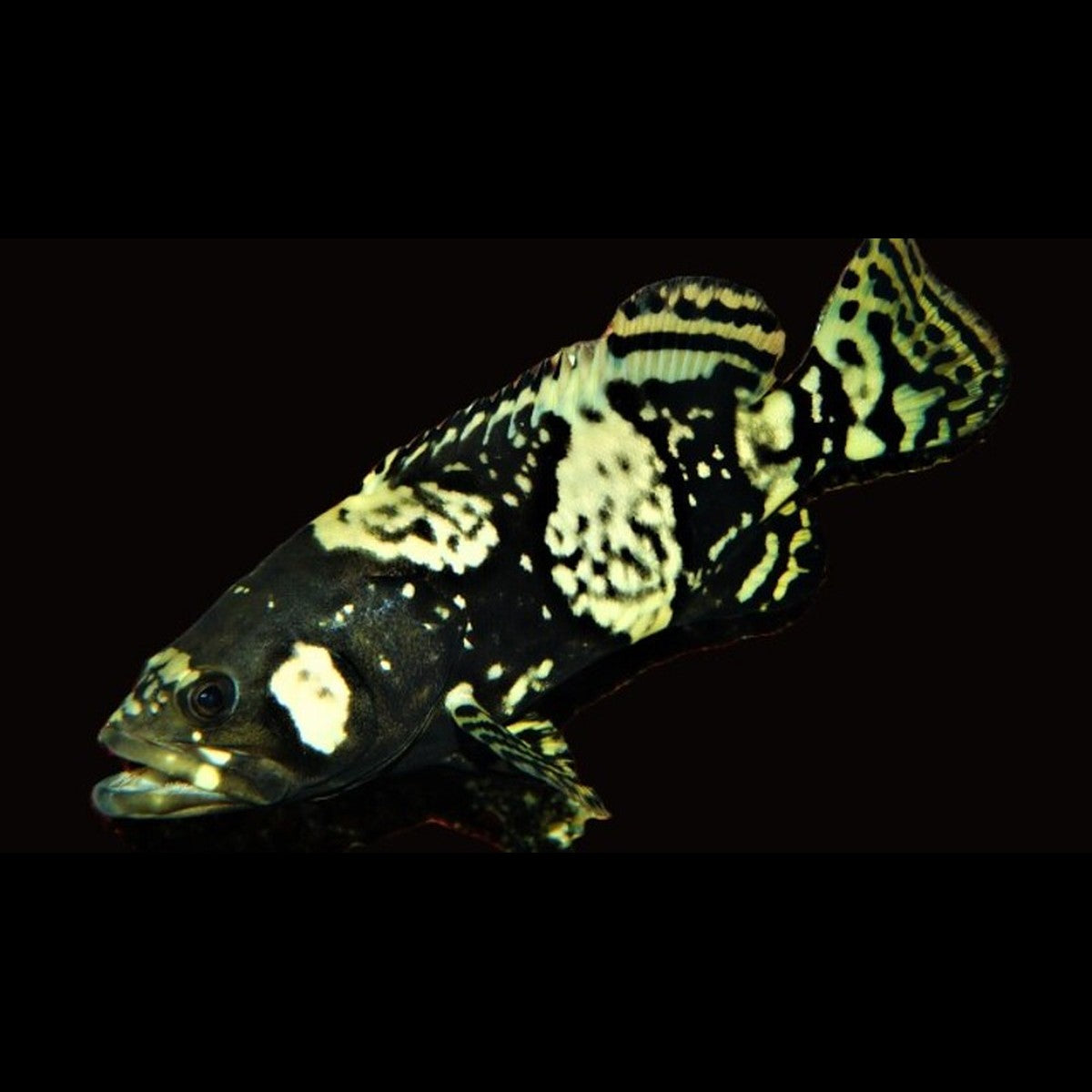 Mérou Géant (Epinephelus lanceolatus) – Sur commande