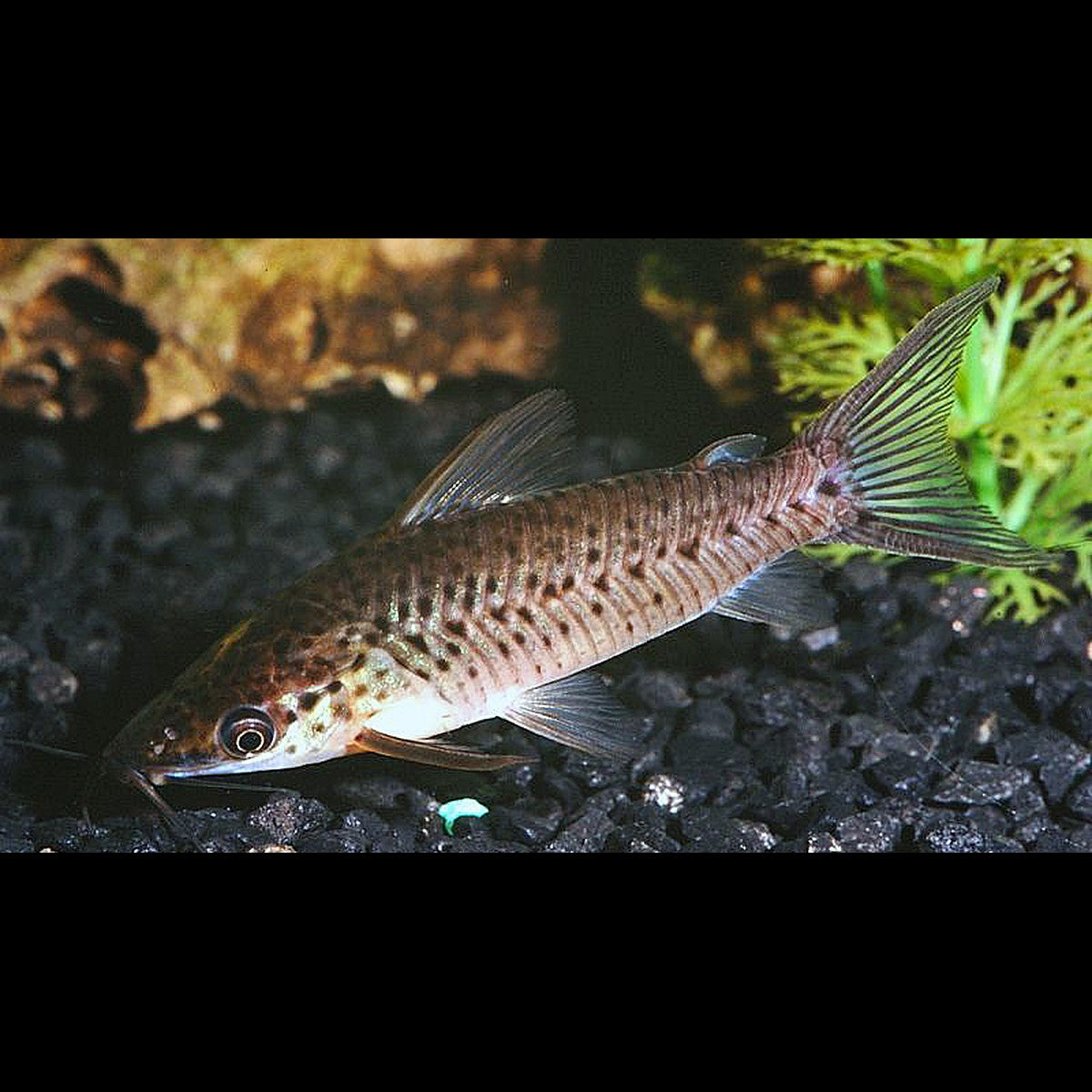Silure Grenaille sauvage (Dianema longibarbis) – Sur commande