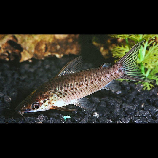 Silure Grenaille sauvage (Dianema longibarbis) – Sur commande