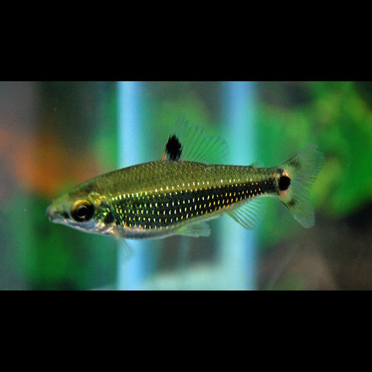 Distichodus teugelsi sauvage (Distichodus teugelsi) – Sur commande