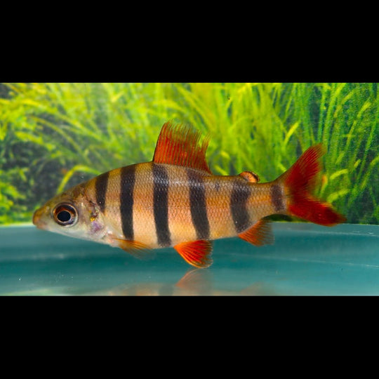 Distichodus à six bandes sauvage (Distichodus sexfasciatus) – Sur commande