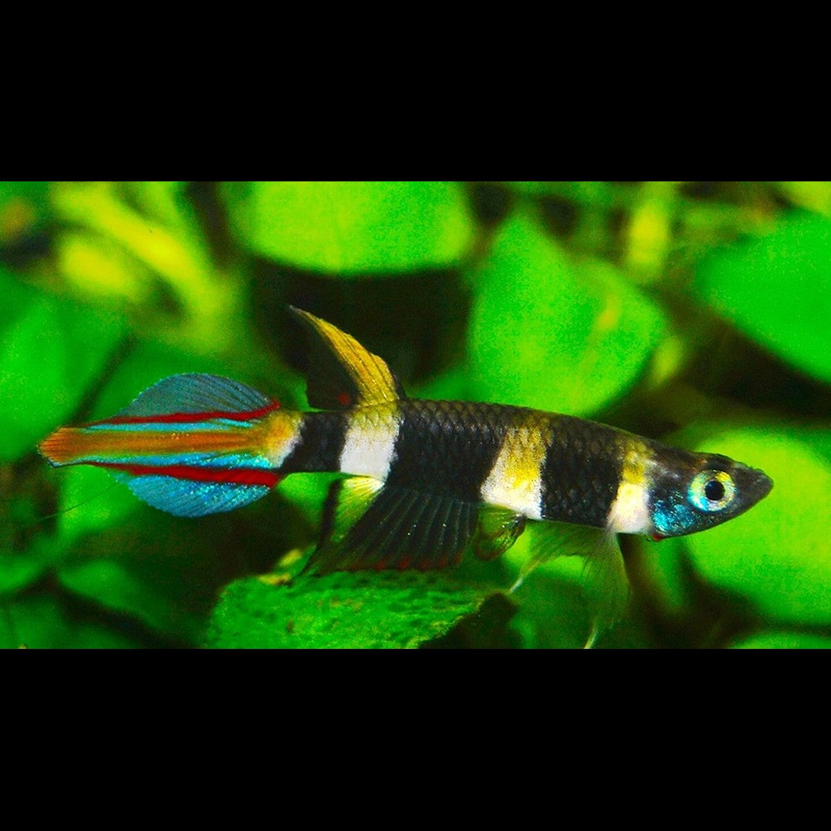 Killi Clown sauvage (Epiplatys annulatus) – Sur commande – par 10