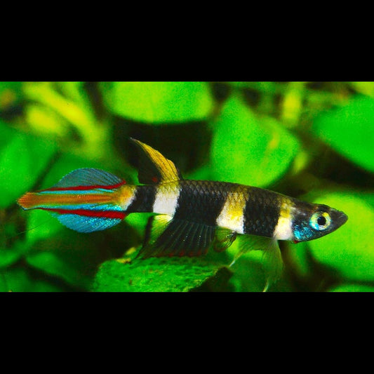 Killi Clown sauvage (Epiplatys annulatus) – Sur commande – par 10