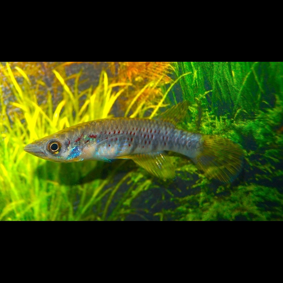 Panchax Grahami sauvage (Epiplatys grahami) – Sur commande