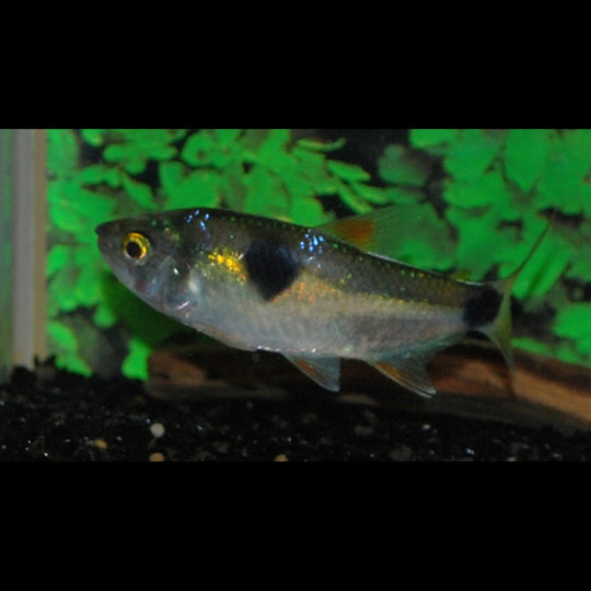 Exodon À DEUX Taches sauvage (Exodon paradoxus) – Sur commande