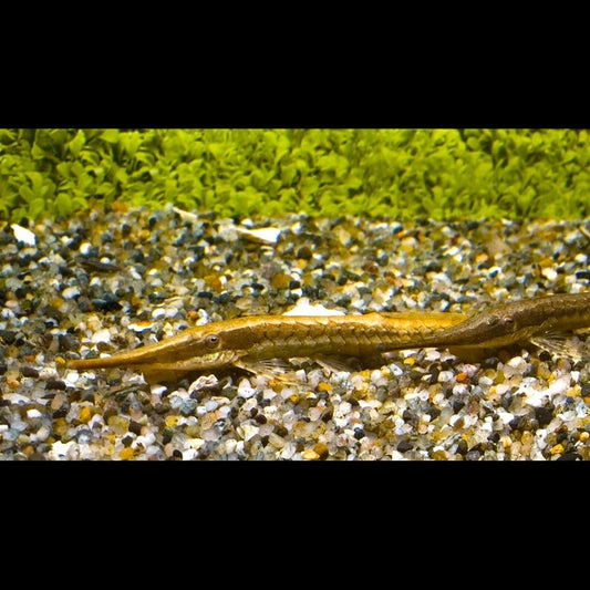 Poisson-brindille sauvage (Farlowella acus) – Sur commande