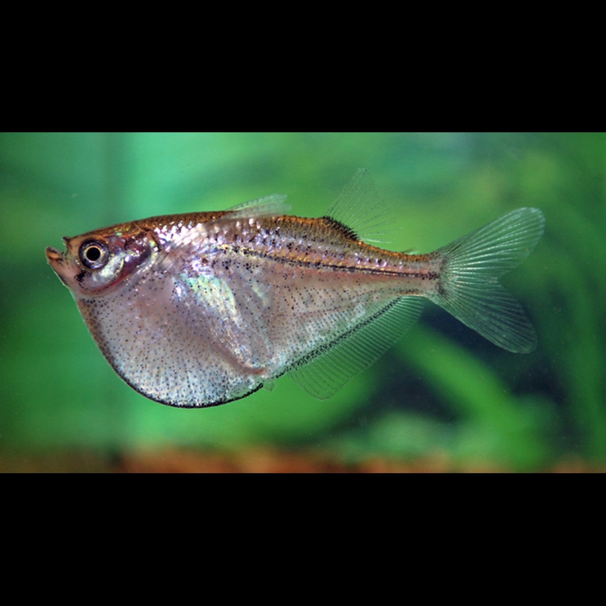 Poisson-hachette argenté (Gasteropelecus levis)