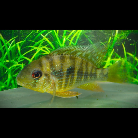 Géophage balzanii (Gymnogeophagus balzanii) – Sur commande