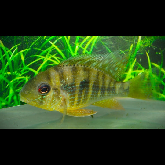 Géophage balzanii (Gymnogeophagus balzanii) – Sur commande
