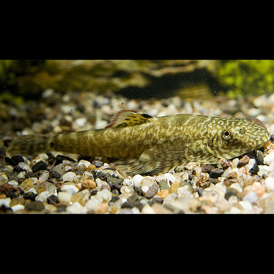 Loche de Hong Kong sauvage (Pseudogastromyzon myersi) – Sur commande