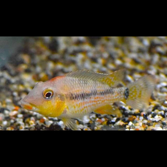 Géophage à bosse rouge (Geophagus steindachneri) – Sur commande