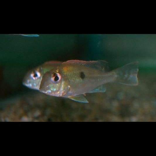 Géophage sveni (Geophagus sveni) – Sur commande