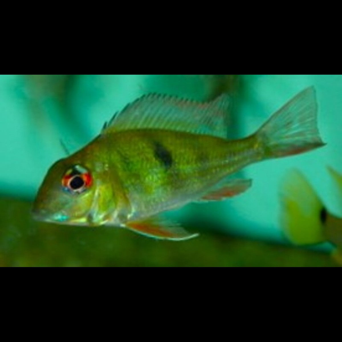 Géophage proximus (Geophagus proximus)