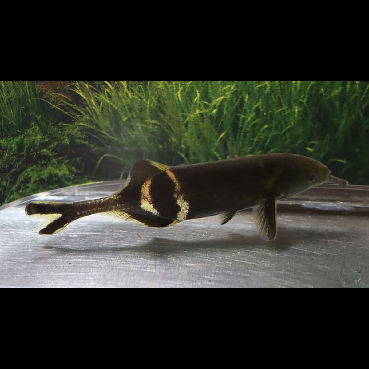 Poisson-éléphant sauvage (Gnathonemus petersii)
